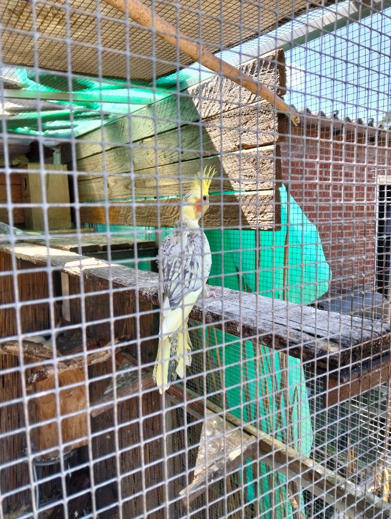 te koop jongr valkparkiet, Dieren en Toebehoren, Parkiet, Tam