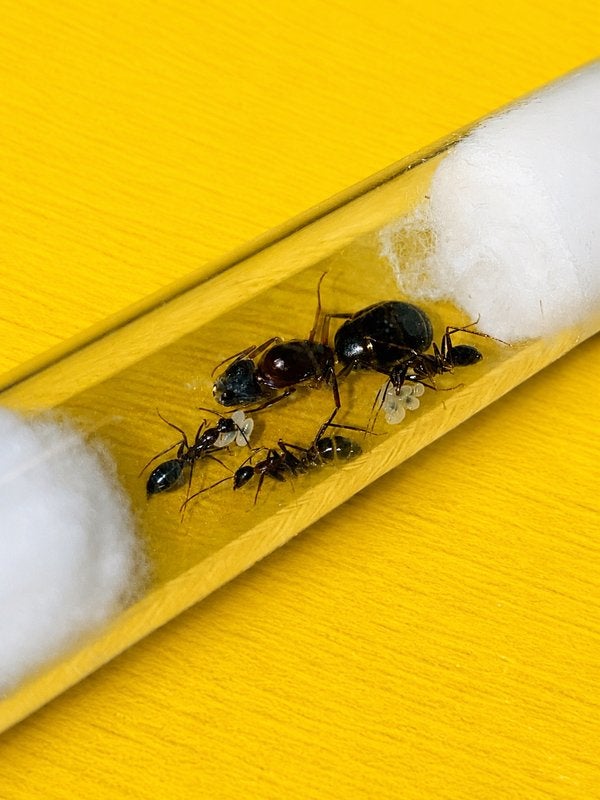 Camponotus Barbaricus koningin met 1-5 werksters, Dieren en Toebehoren, Mieren