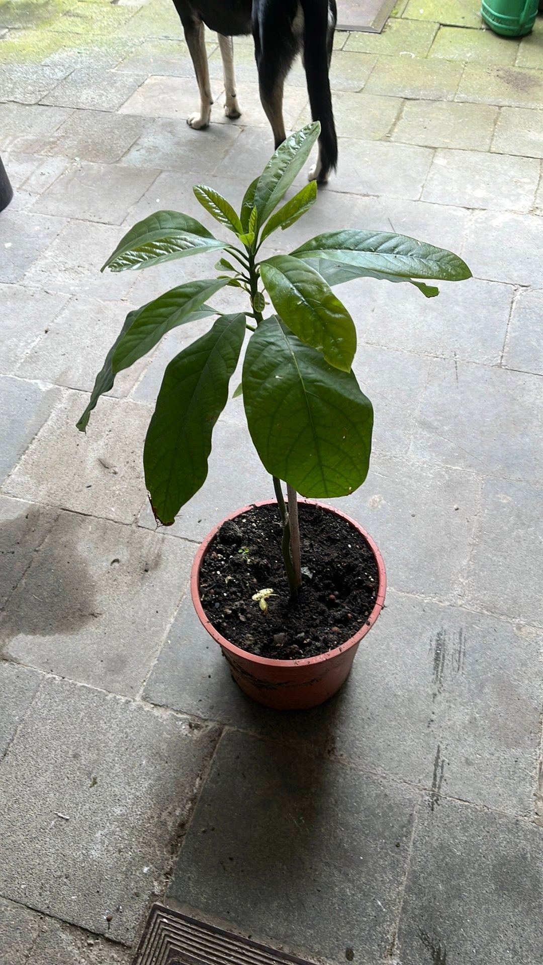 Plante, Enlèvement