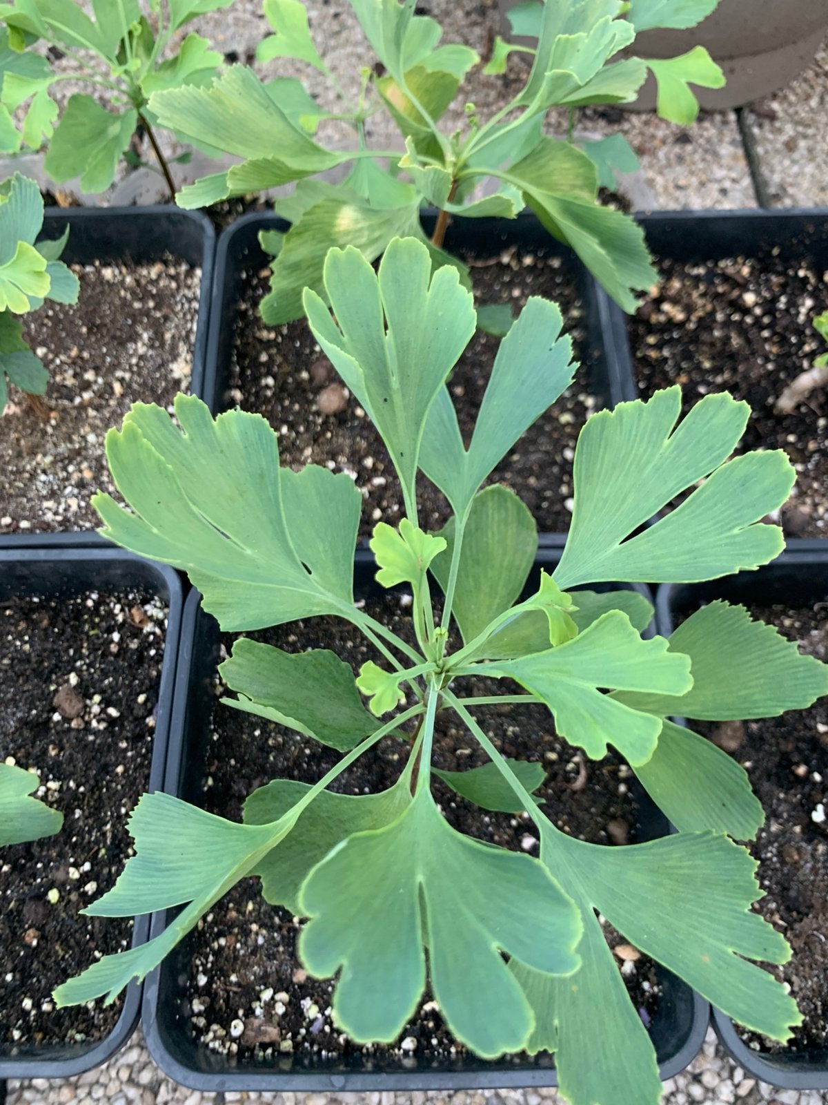 Ginkgo Biloba, Tuin en Terras, Planten | Bomen, Ophalen, Herfst, In pot