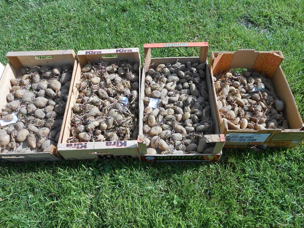 gratis plantaardappelen, Zakelijke goederen, Landbouw | Aardappelen, Groenten, Fruit en Vlees, Ophalen