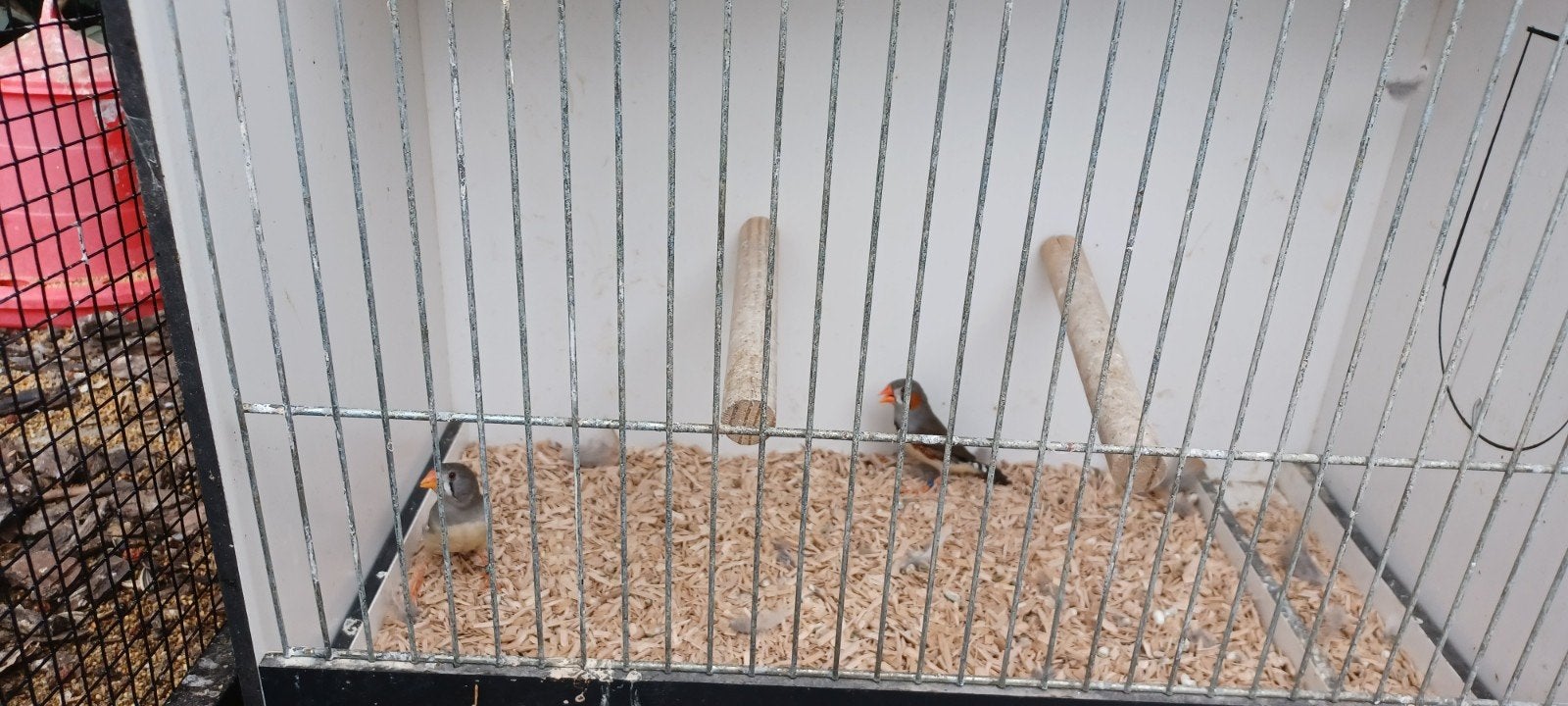 koppel Timor zebravink, Animaux & Accessoires, Oiseaux | Oiseaux Autre