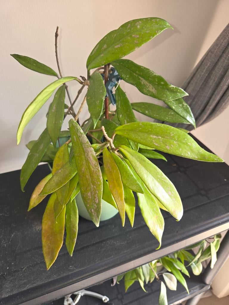 Hoya, Huis en Inrichting, Kamerplanten, Verzenden