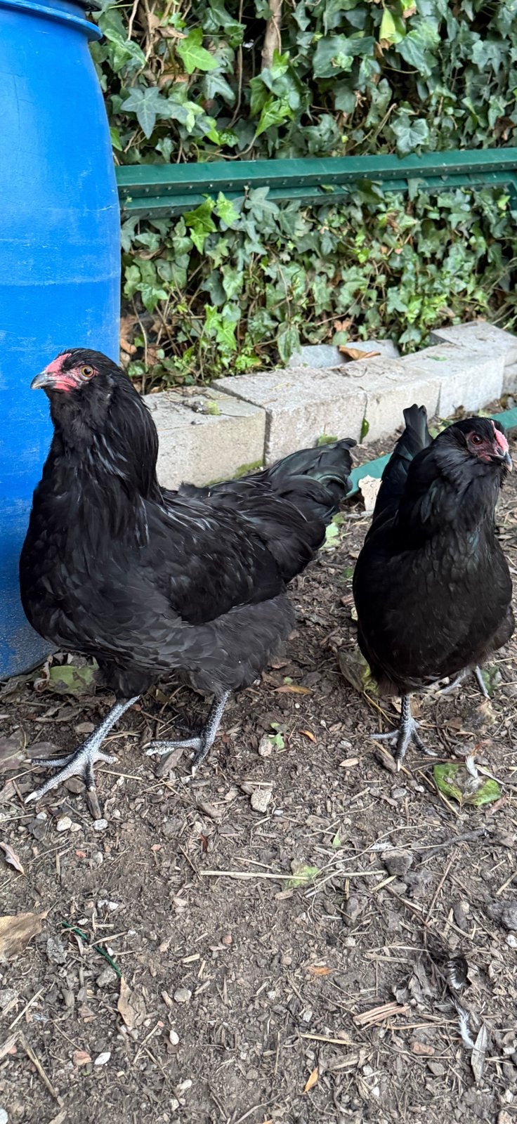 Te koop haan en kippen, Dieren en Toebehoren