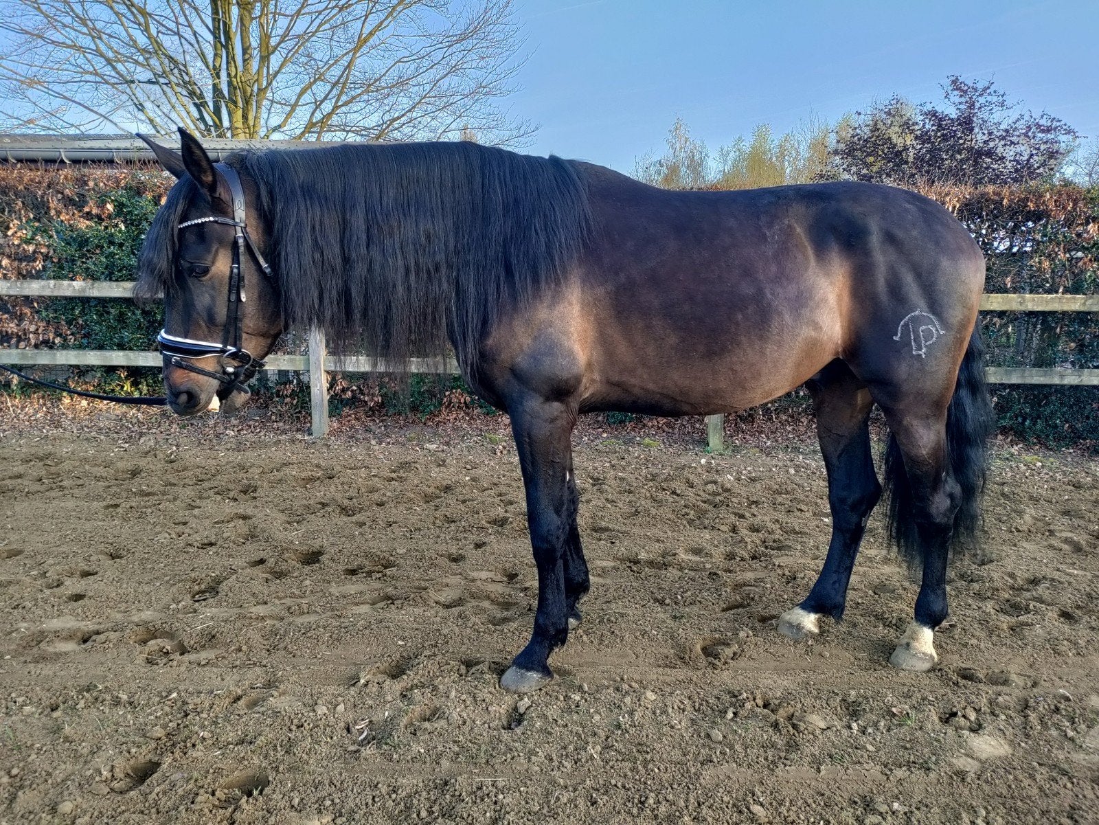 Ruin te koop/te ruil/te lease, Animaux & Accessoires, Chevaux, Jument