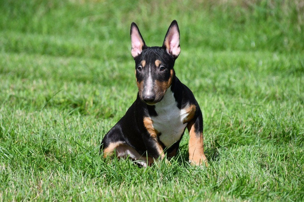 Chiots Bull Terrier à vendre