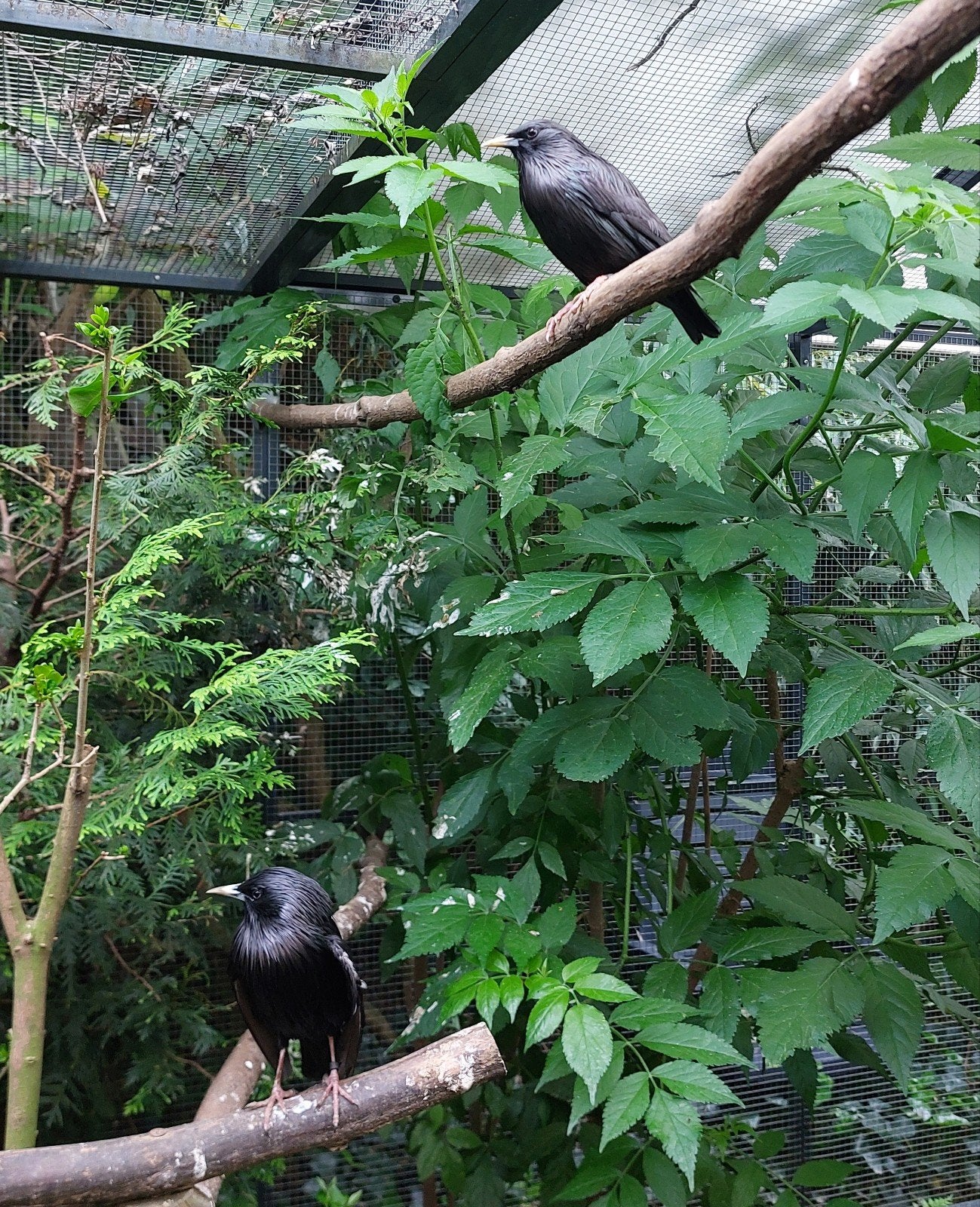 2x zwarte spreeuw, Animaux & Accessoires, Oiseaux | Oiseaux Autre, Mâle, Domestique, Bagué