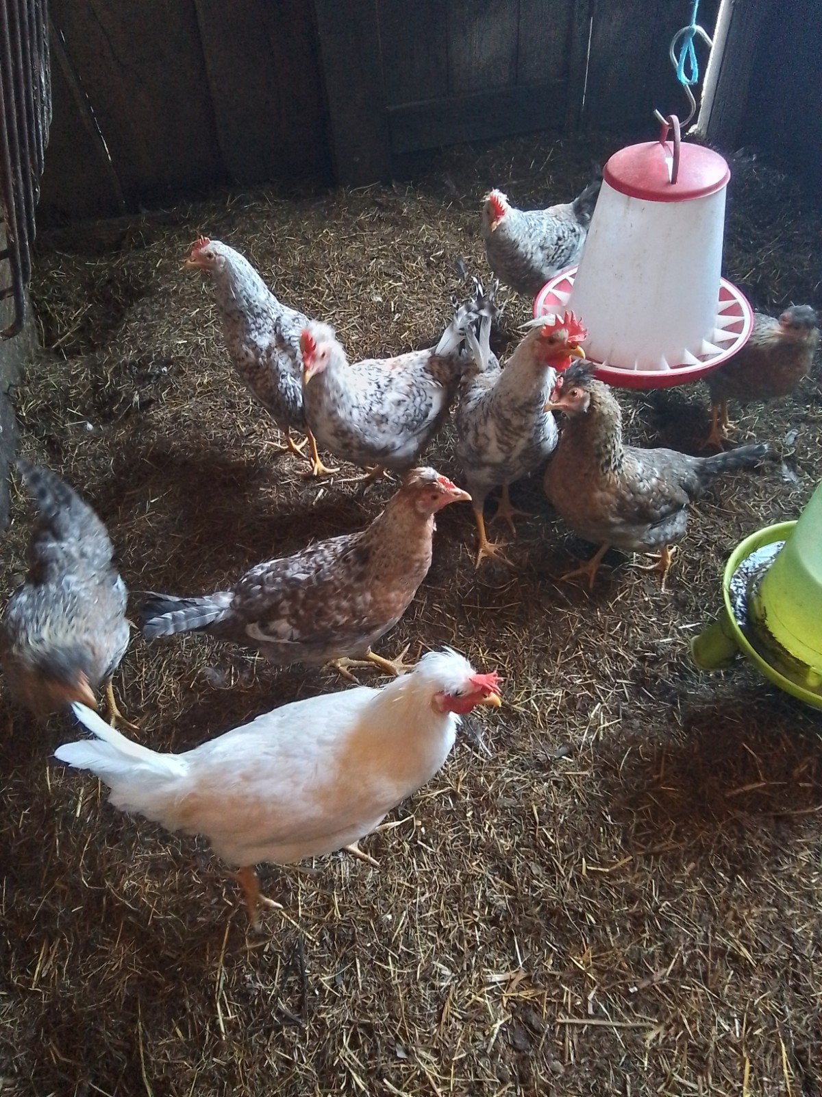 Cream legbar hennen en hanen 15 weken oud., Dieren en Toebehoren, Pluimvee