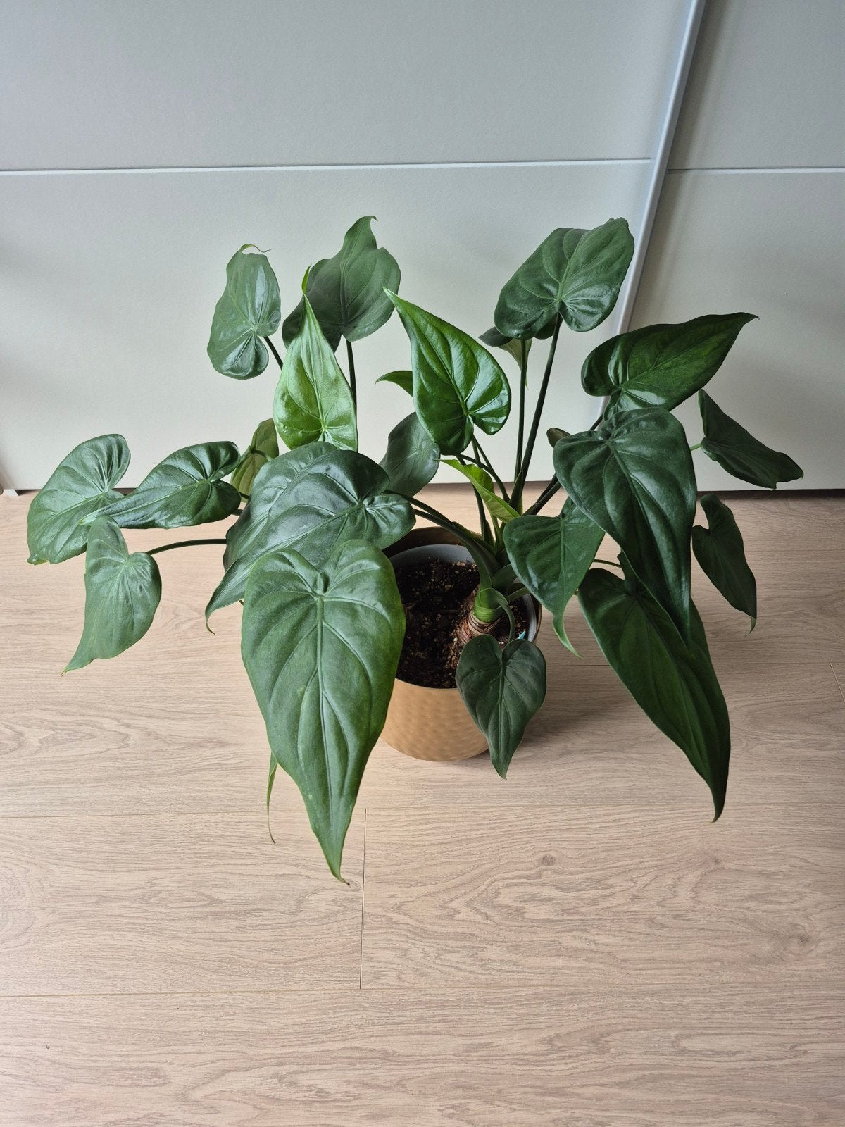 Alocasia Cucculata, Huis en Inrichting, Ophalen