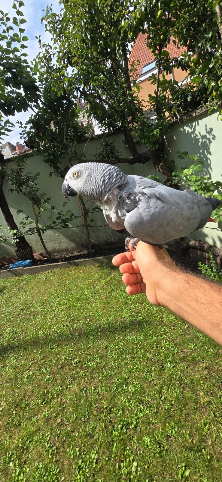 Perroquet du Gabon, Animaux & Accessoires, Perroquet