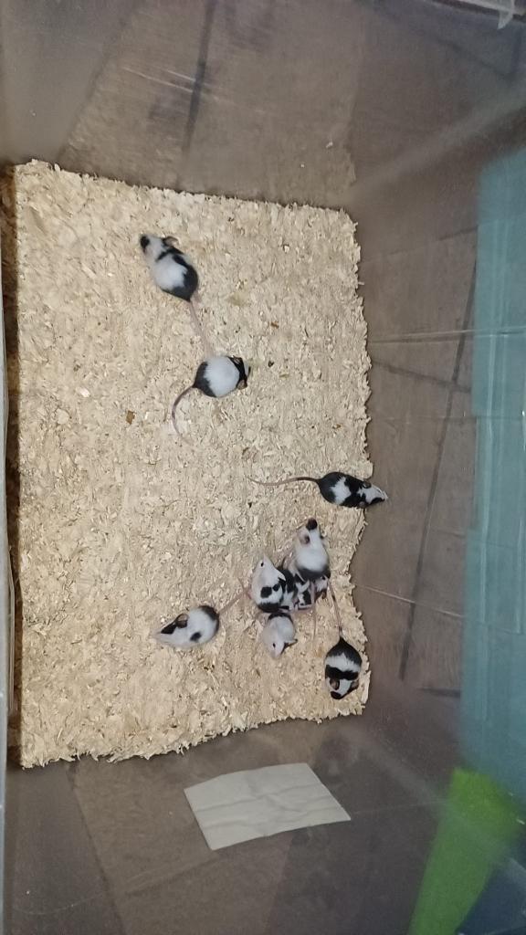 Kleurmuizen, Dieren en Toebehoren, Knaagdieren, April, Meerdere dieren, Muis