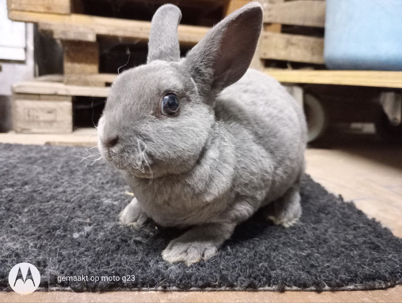 Rex dwerg konijntje in blauw., Mannelijk, Dwerg, 0 tot 2 jaar