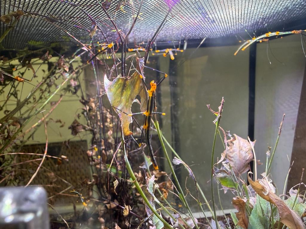 Wandelende blad en tak nimfen, Phasme