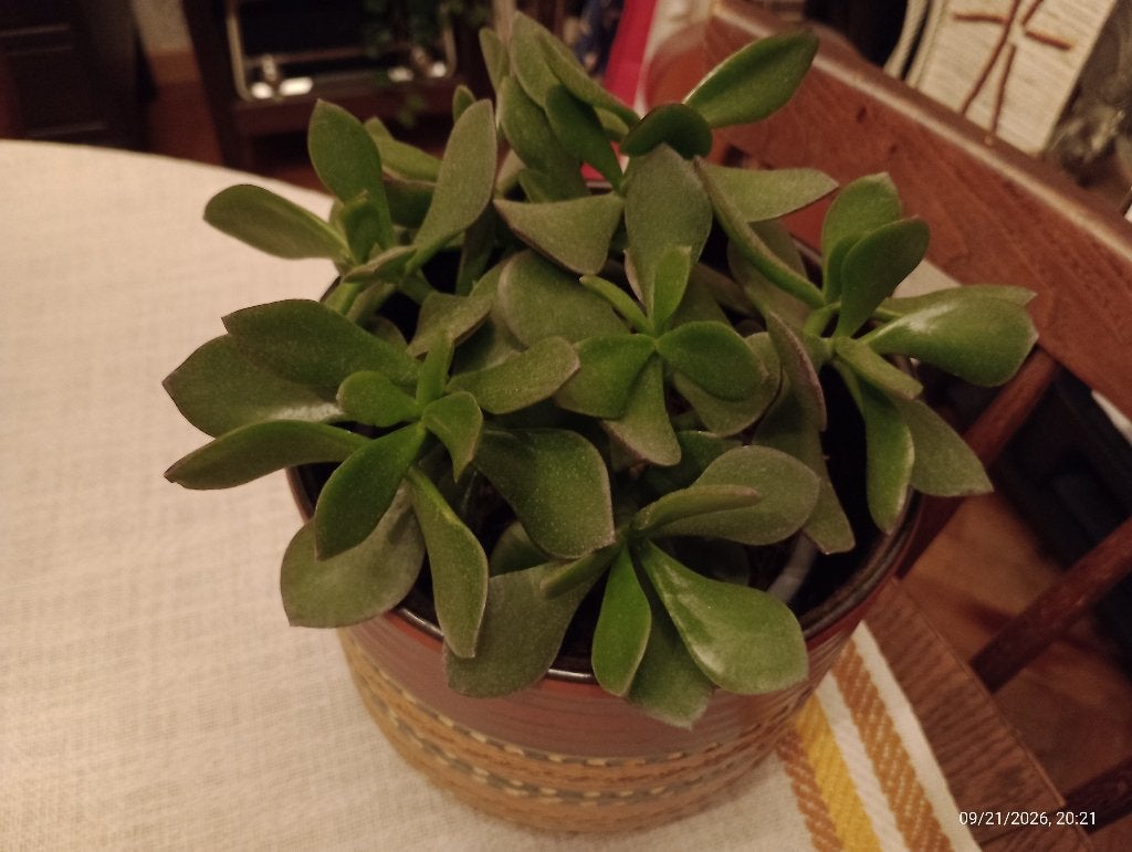 Crassula jadeboom, sappige vetplant, Huis en Inrichting, Ophalen, Vetplant, Halfschaduw, Minder dan 100 cm