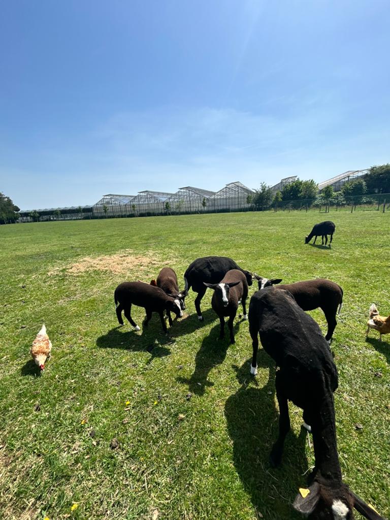 Zwartbles lammetjes te koop, Dieren en Toebehoren, Schapen, Geiten en Varkens, Meerdere dieren, Schaap, 0 tot 2 jaar