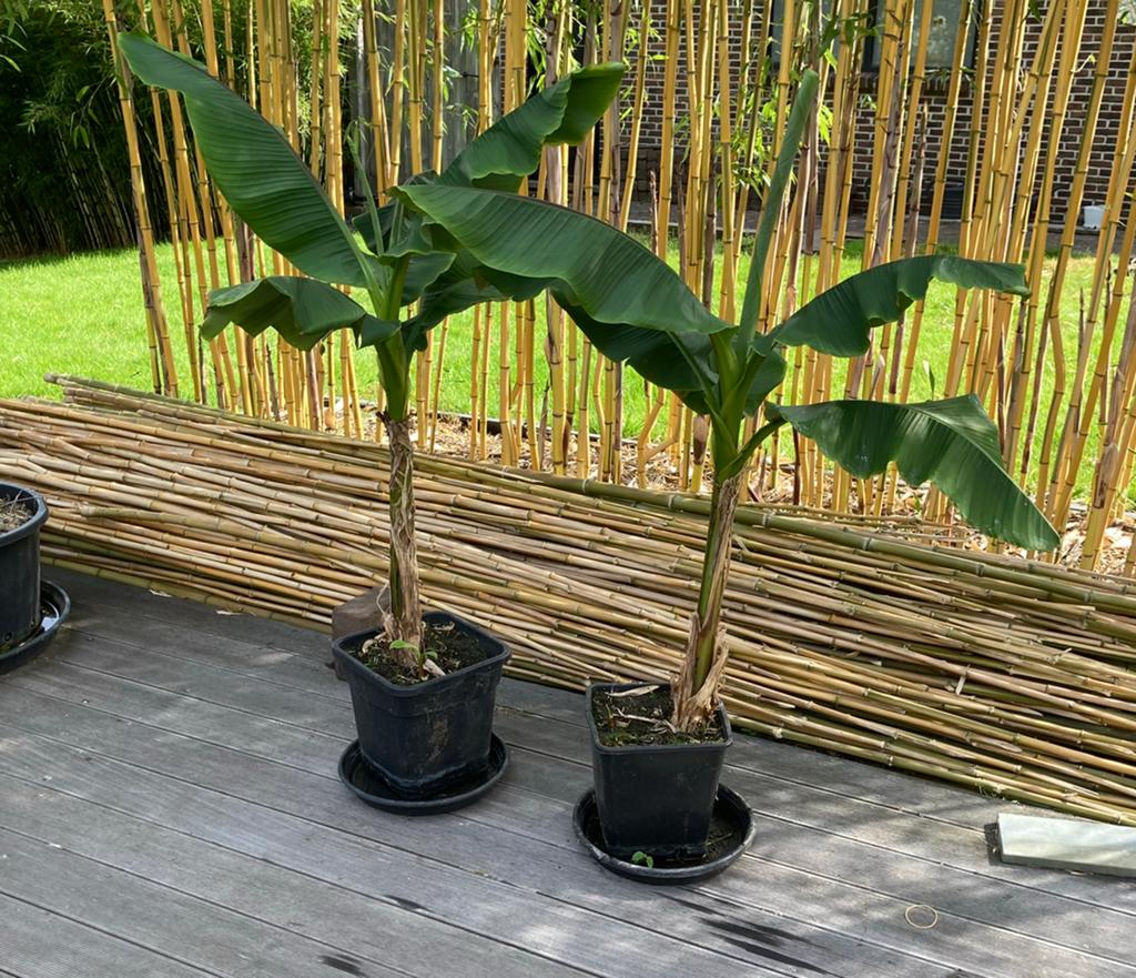 Bananen plant: Musa basjo, Tuin en Terras, Ophalen