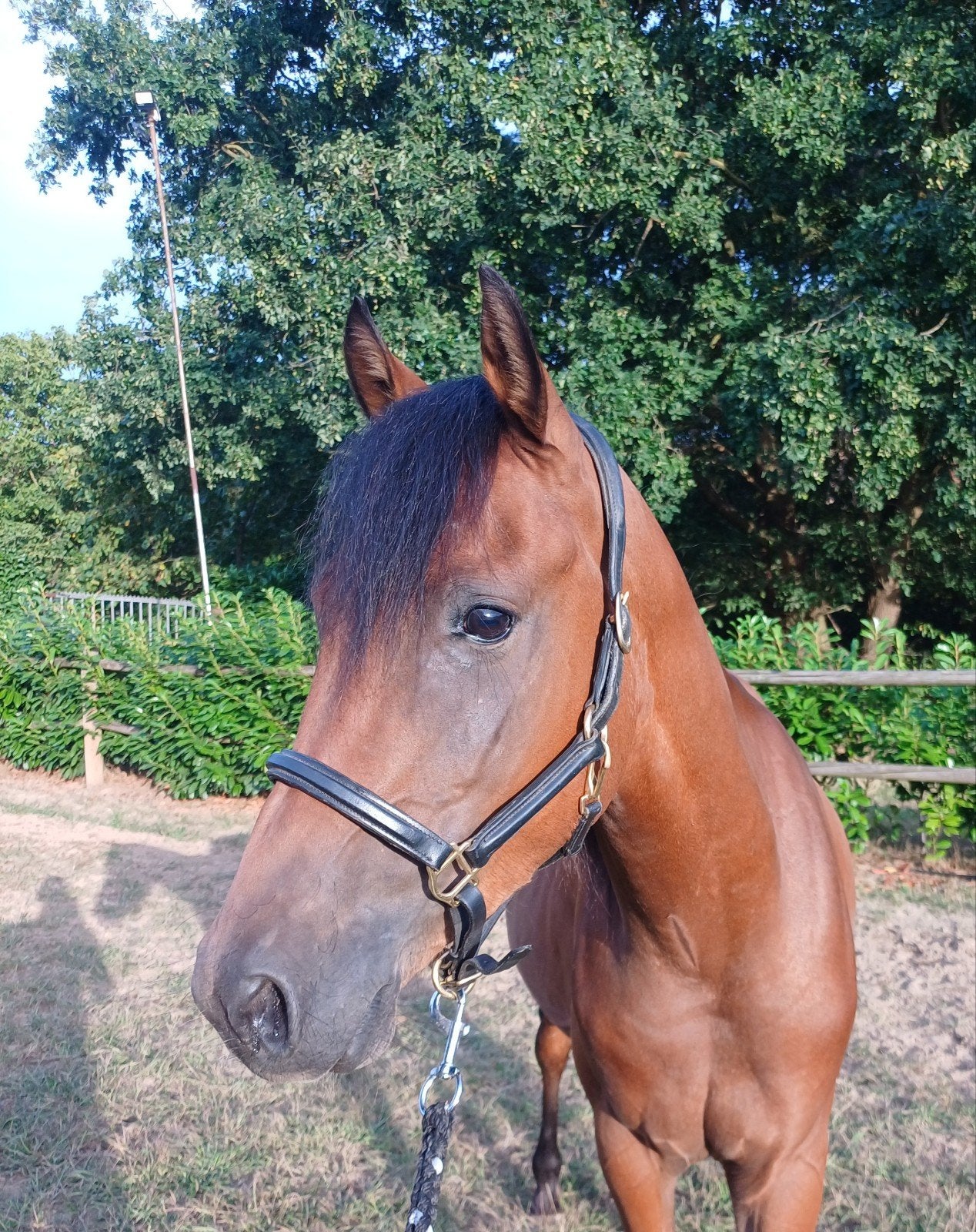3,5 jarige D pony ruin, Dieren en Toebehoren, Pony's, Met stamboom, Ruin, 3 tot 6 jaar, Onbeleerd