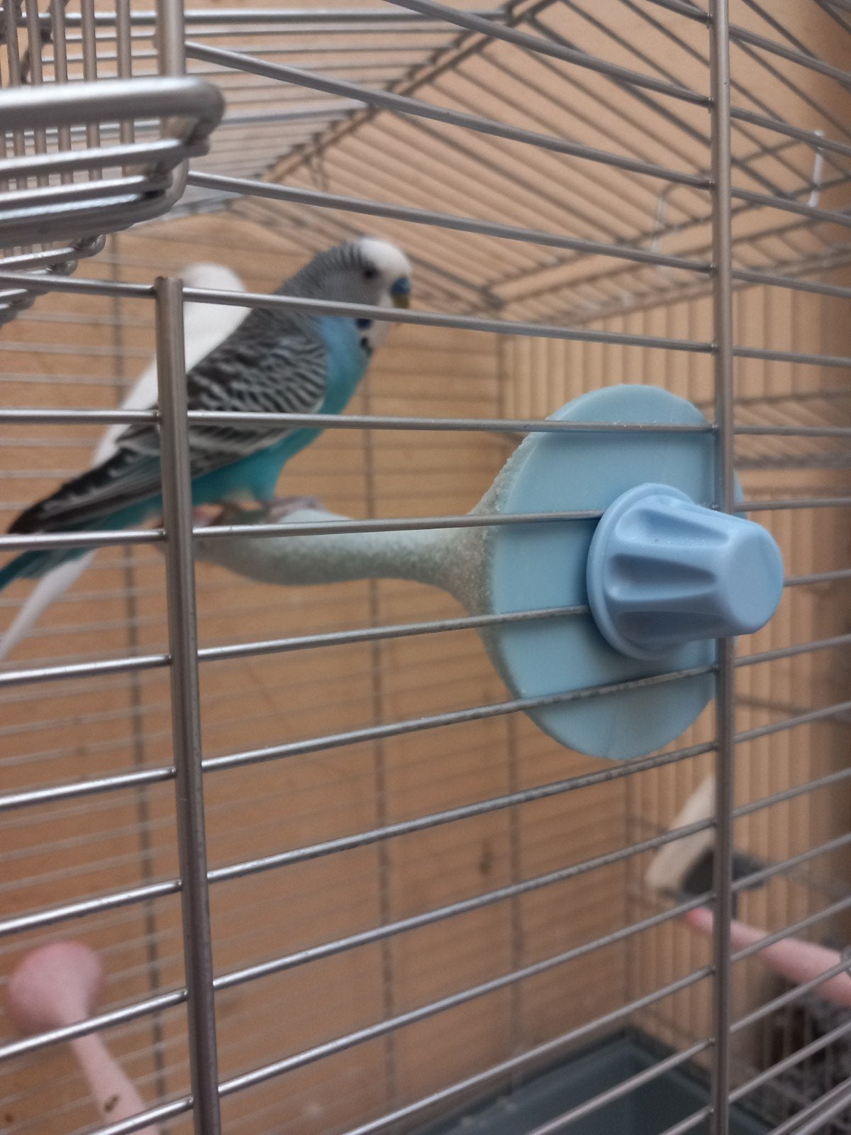 Koppel grasparkieten, Dieren en Toebehoren, Vogels | Parkieten en Papegaaien
