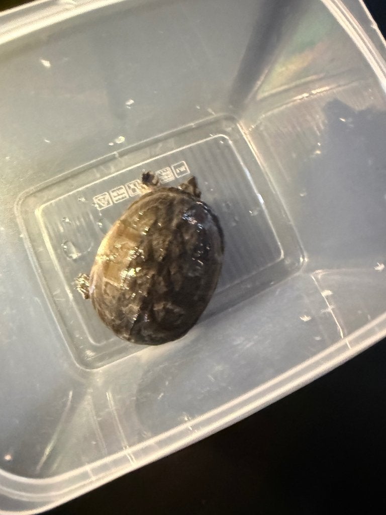 4x schildpadjes   Muskusschildpad, Dieren en Toebehoren, Schildpad, Met terrarium, 0 tot 2 jaar
