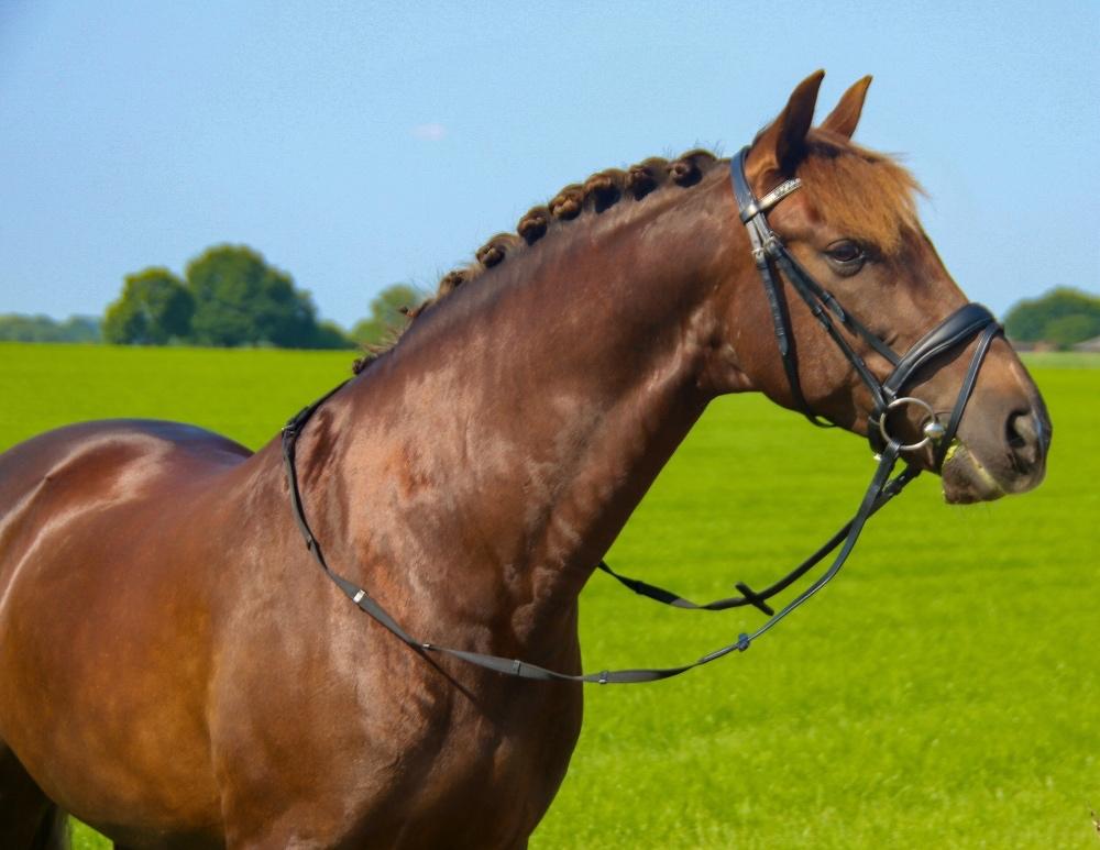 Profi-Rider Hoofdstel Nexus Zwart Full (geen lak) SALE, Ophalen of Verzenden, Nieuw