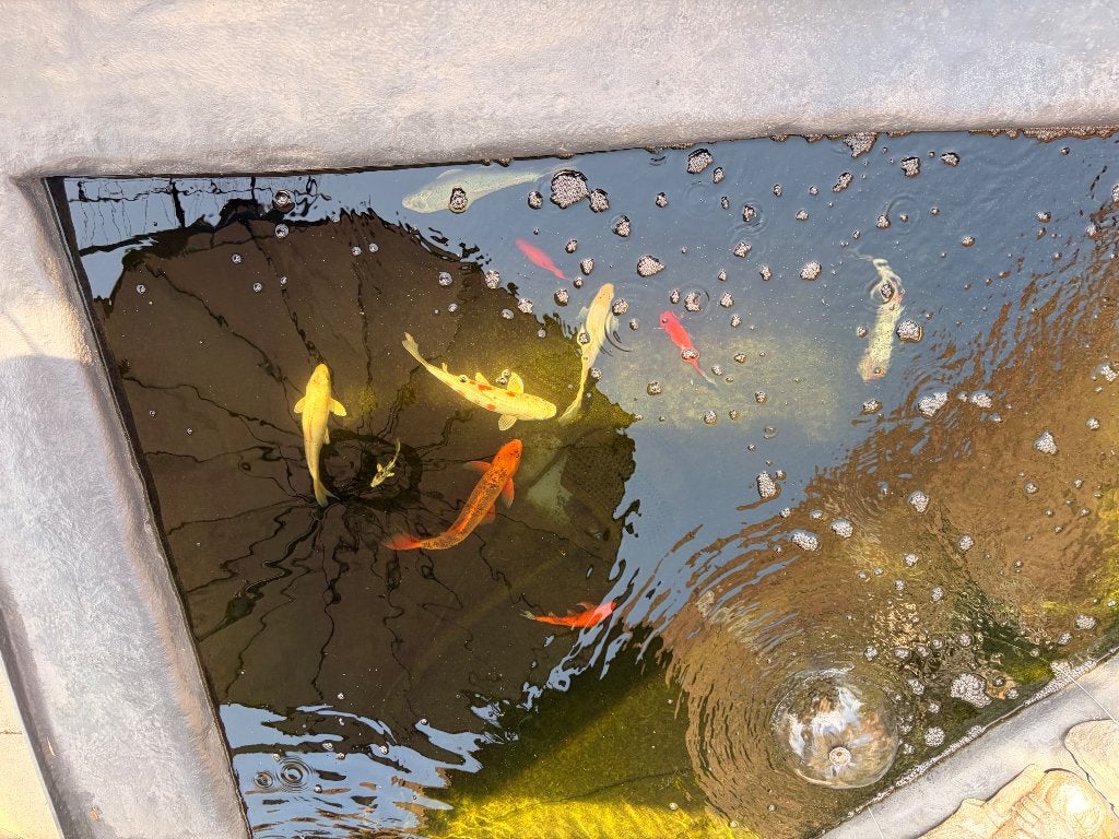 Koi vissen, Carpe ou Koï