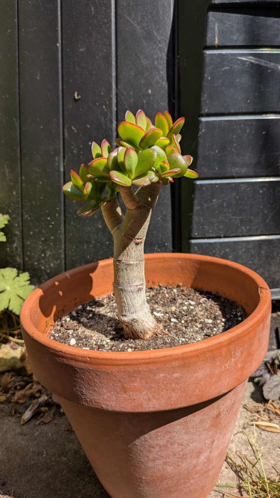 Crassula Ovata bonsai, Ophalen, Vetplant, In pot, Minder dan 100 cm