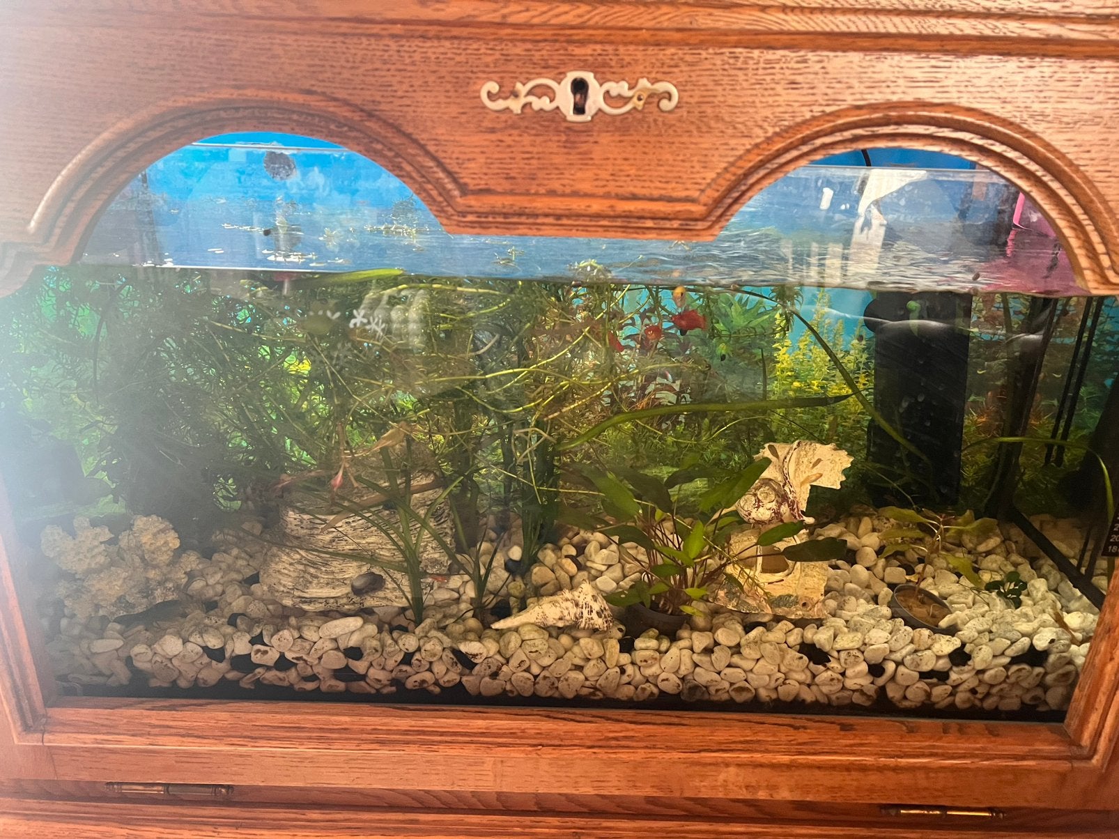 Aquarium met vissen en kast