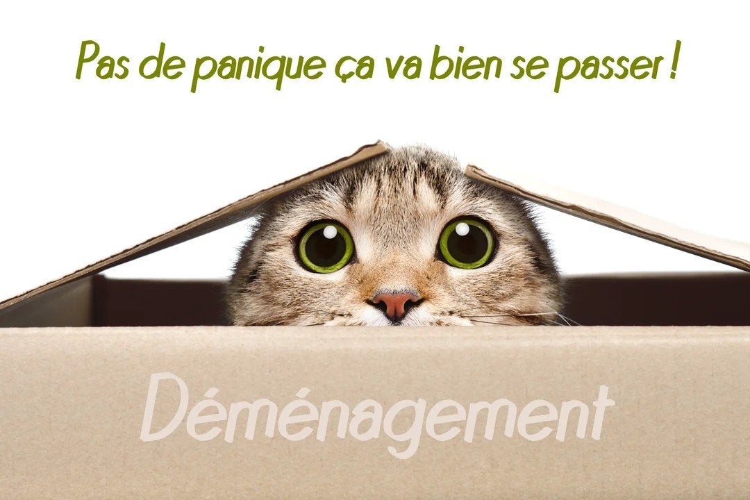 Demenagement, Offres d'emploi