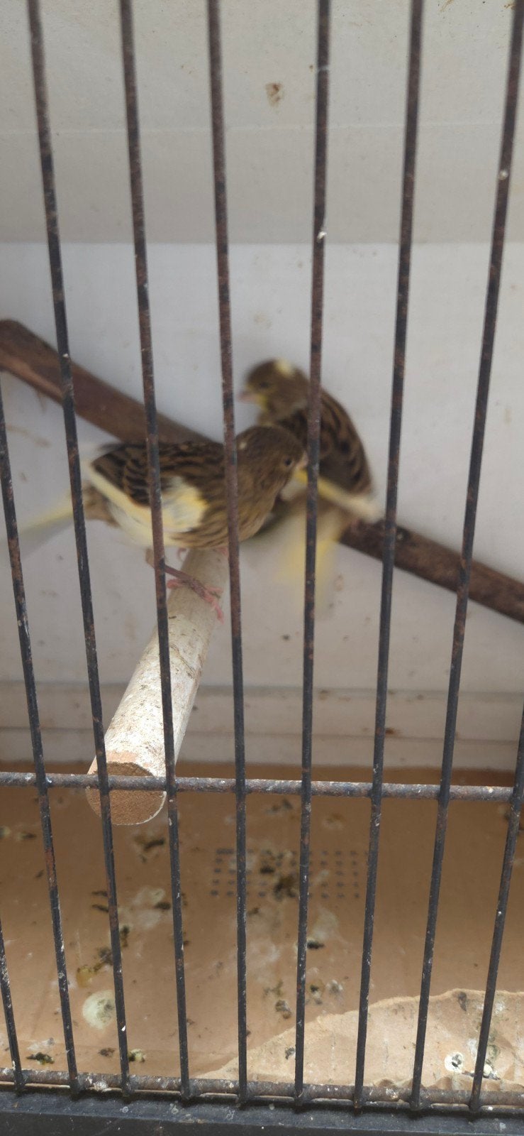 Jonge kanaries, Dieren en Toebehoren, Vogels | Kanaries, Geslacht onbekend
