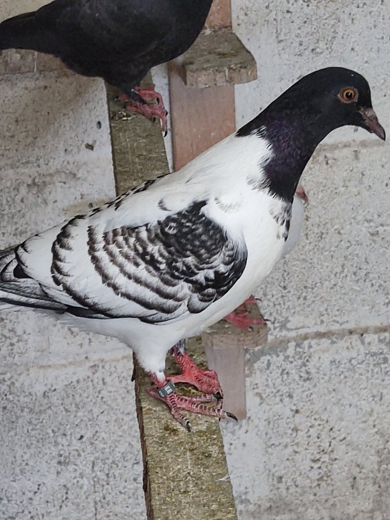 Pigeon, Plusieurs animaux, Autres espèces