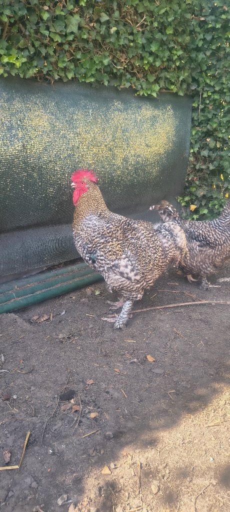 Mechelse koekoek haan en hennen, Plusieurs animaux, Poule ou poulet