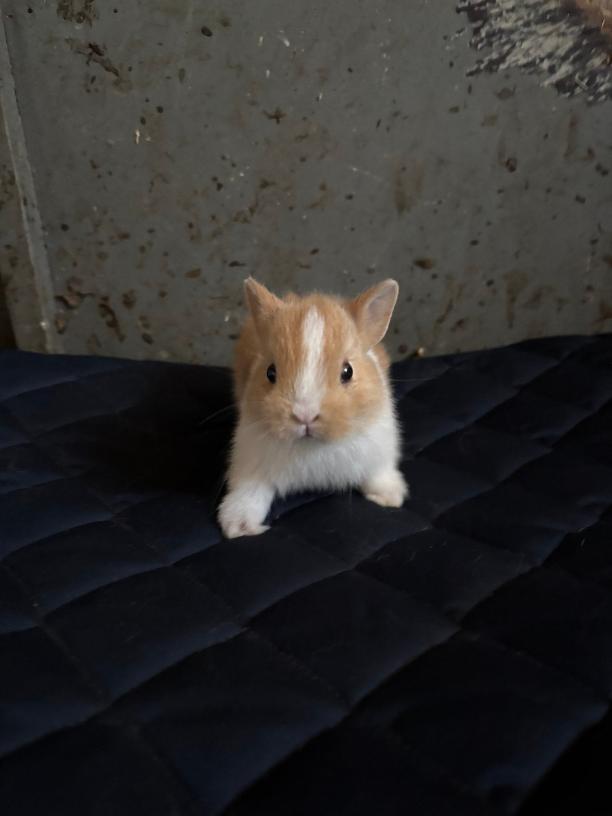 Kleurdwerg konijntjes, Plusieurs animaux, Nain, 0 à 2 ans