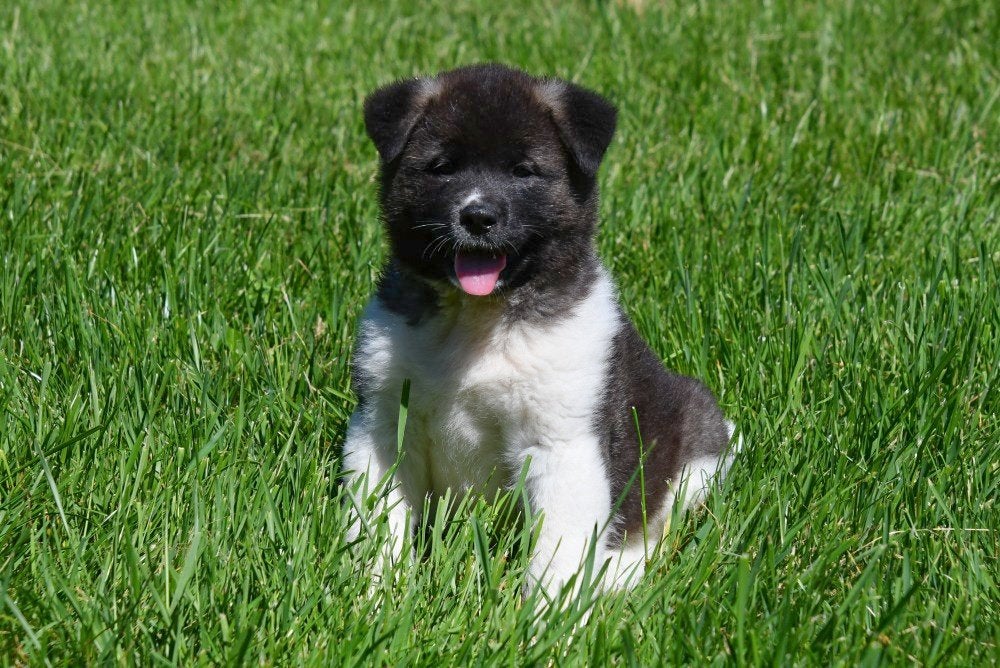 Amerikaanse Akita pups te koop, Dieren en Toebehoren, Honden | Poolhonden, Keeshonden en Oertypen, Reu, Overige rassen, Fokker | Professioneel