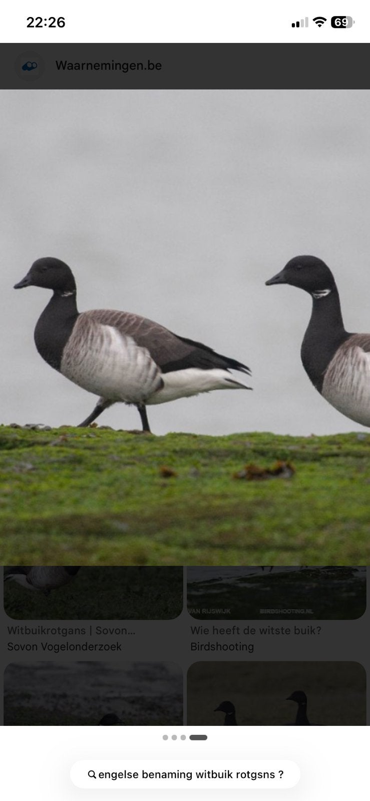 Gezocht licht buikrotganzen, Dieren en Toebehoren, Meerdere dieren
