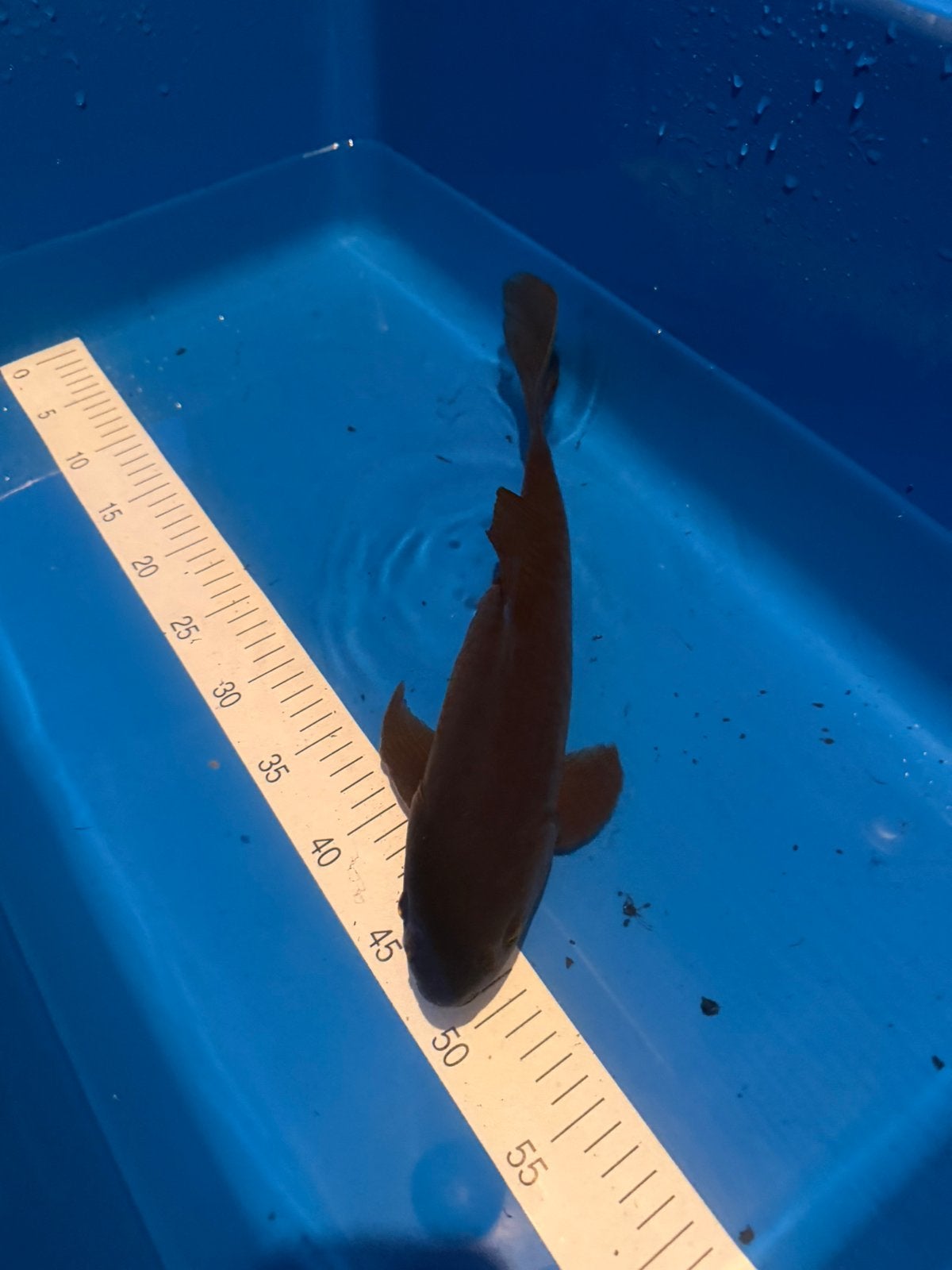 Koi papillon - 24 cm - karasugoi, Carpe ou Koï