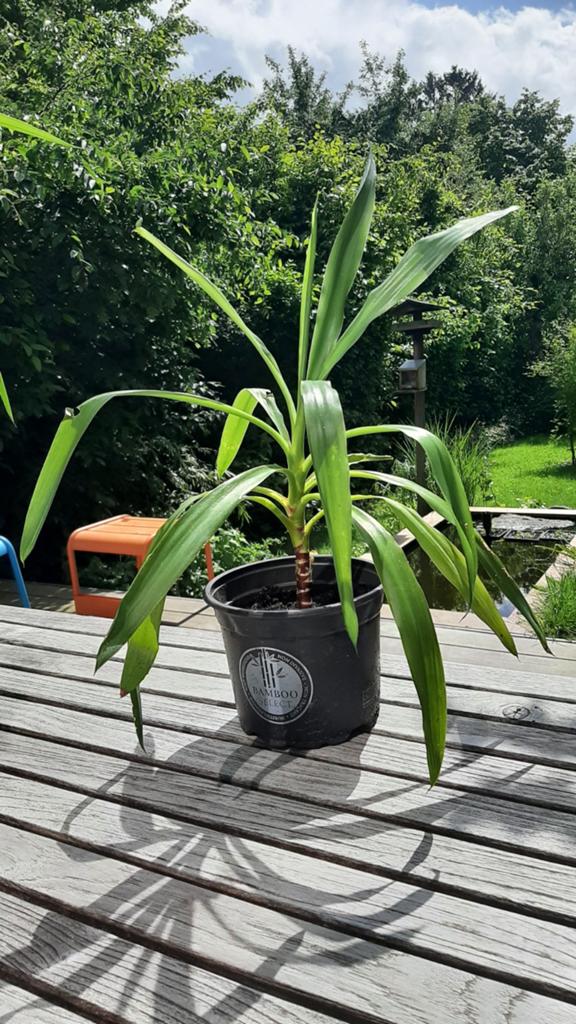 Yucca, Ophalen, Yucca