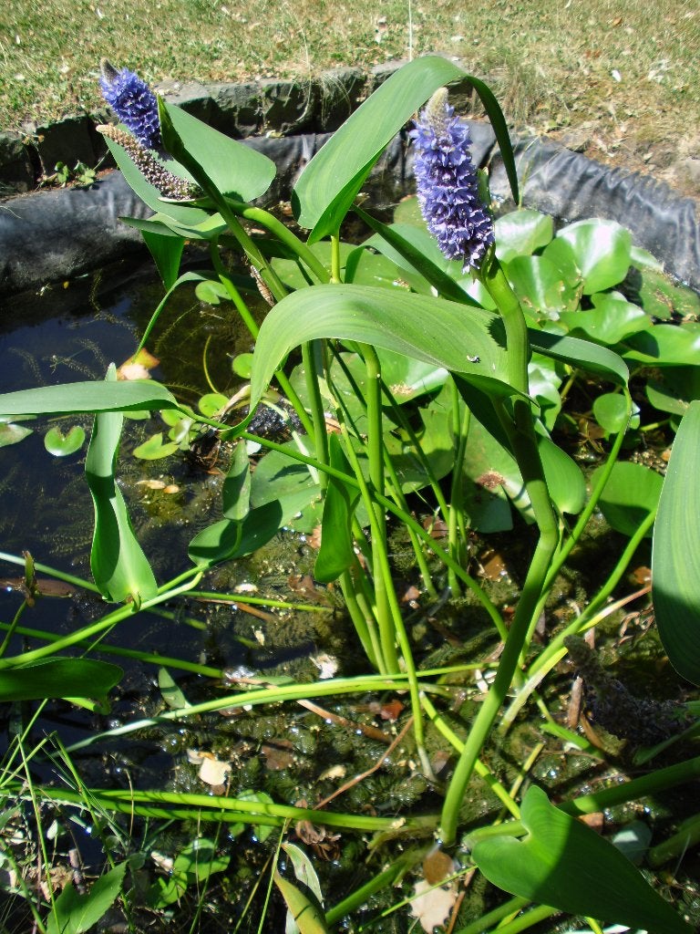 Plantes d'étang. Pontédérie à feuilles lancéolées., Enlèvement
