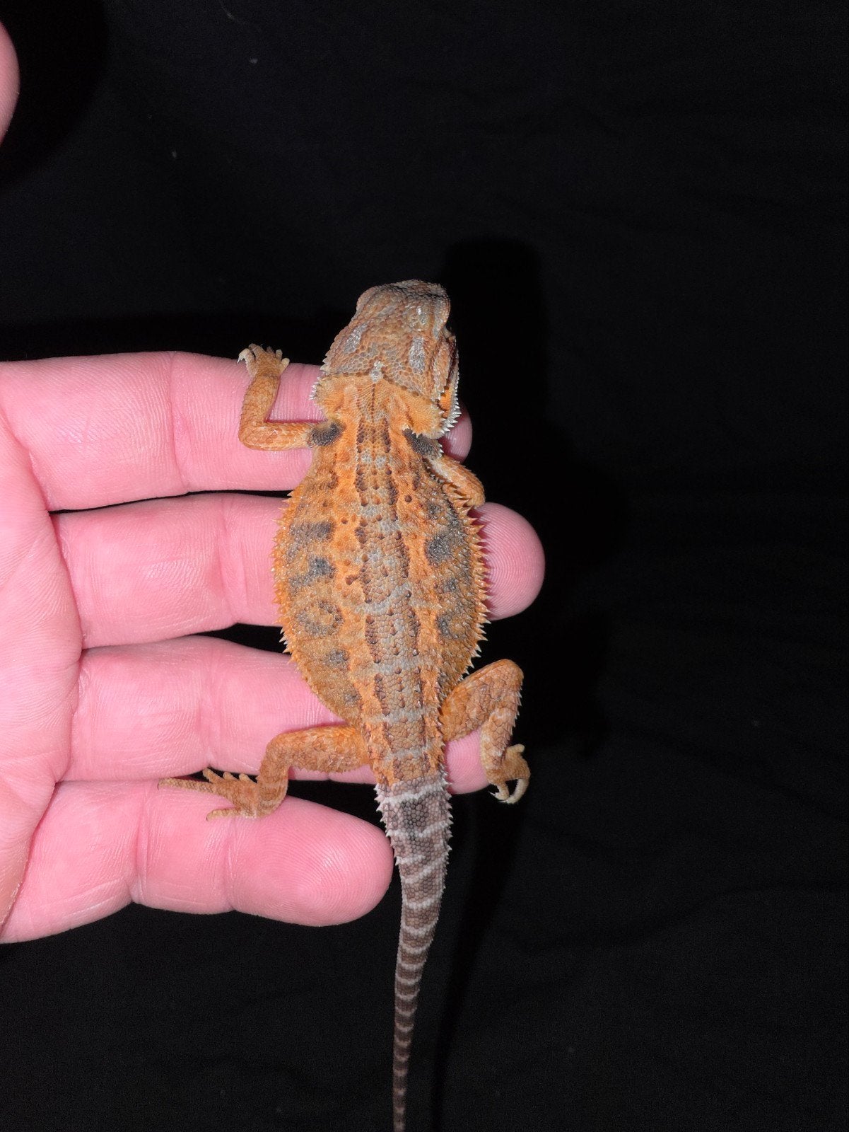 belle femelle dragon barbu orange à rayures partielles trans, Lézard, Domestique, 0 à 2 ans