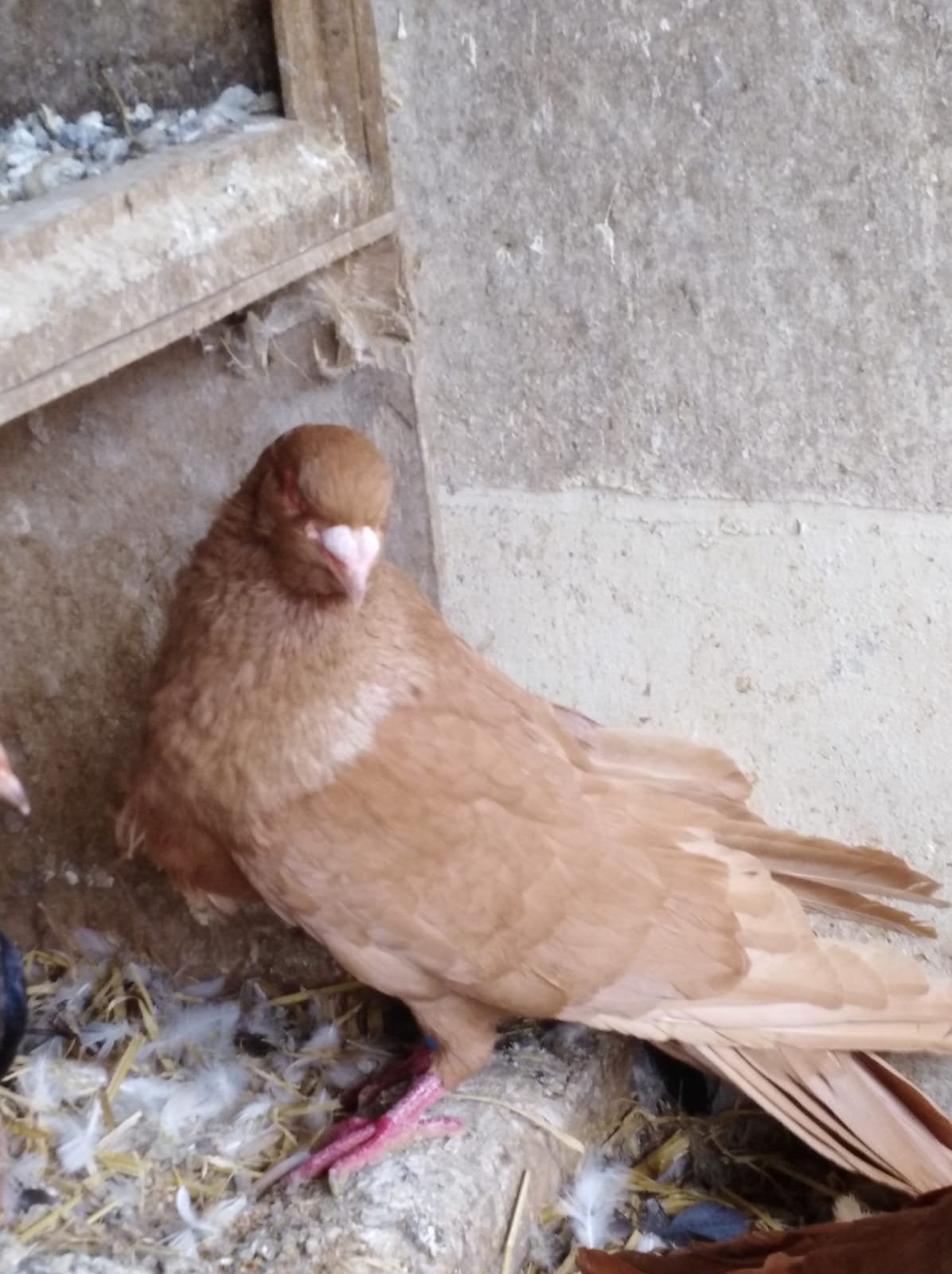 Romeinse duif, Dieren en Toebehoren, Vogels | Duiven