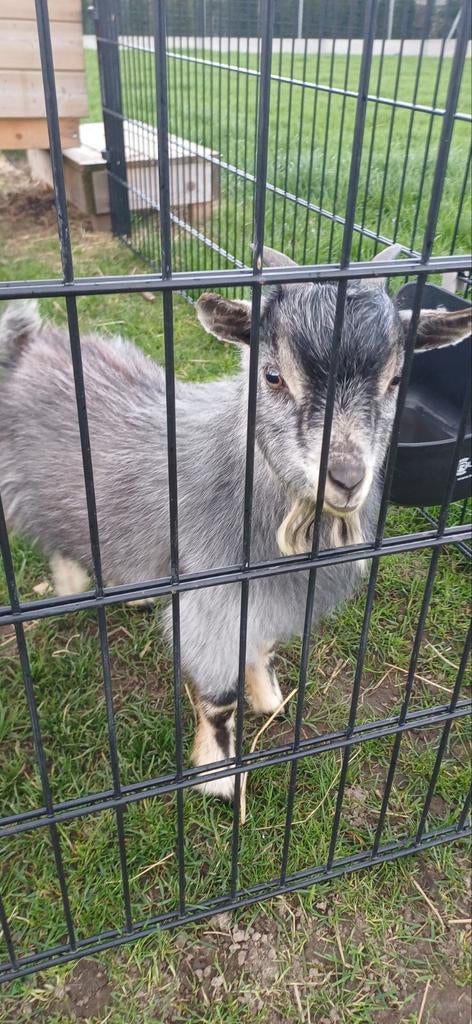 Bok - 1st. - Blauwschimmel tan - 8 maanden oud, Dieren en Toebehoren, Schapen, Geiten en Varkens
