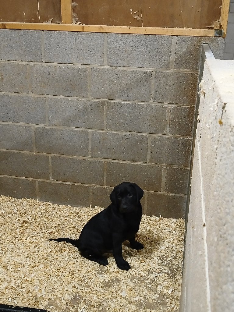 Labrador pups Zwart, Dieren en Toebehoren, België, Fokker | Hobbymatig, 8 tot 15 weken, Labrador retriever