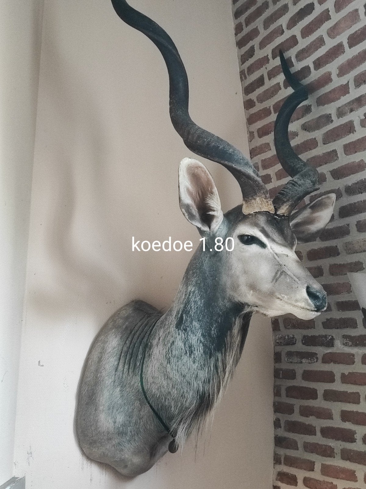 kadoe grote zeldzaame antilope, Ophalen