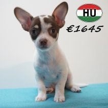 Chiots Chihuahua - De petits compagnons au grand cœur, 15 semaines à 1 an, Hépatite contagieuse (maladie de Rubarth), Plusieurs animaux