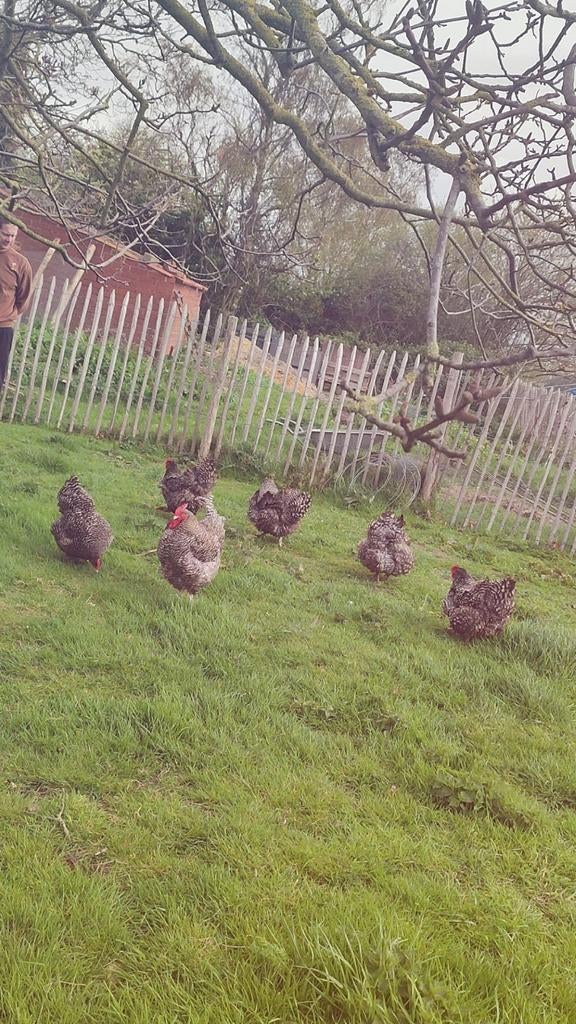 Broedeieren mechelse koekoek, Dieren en Toebehoren, Geslacht onbekend, Kip