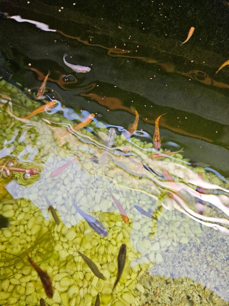 Medaka  rijstvisjes, Dieren en Toebehoren