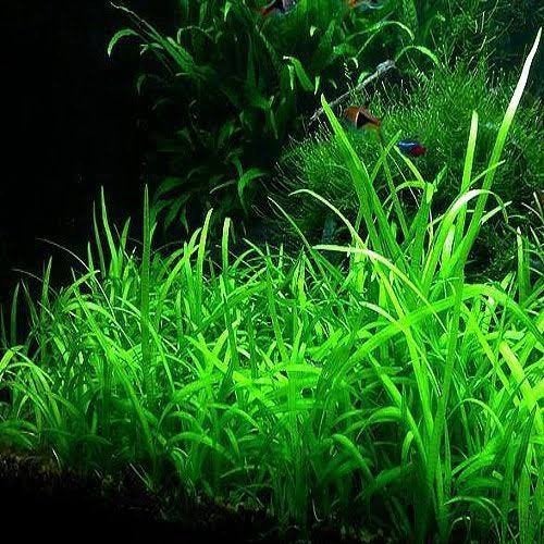Dwarf Sagittaria / Sagittaria subulata, Enlèvement