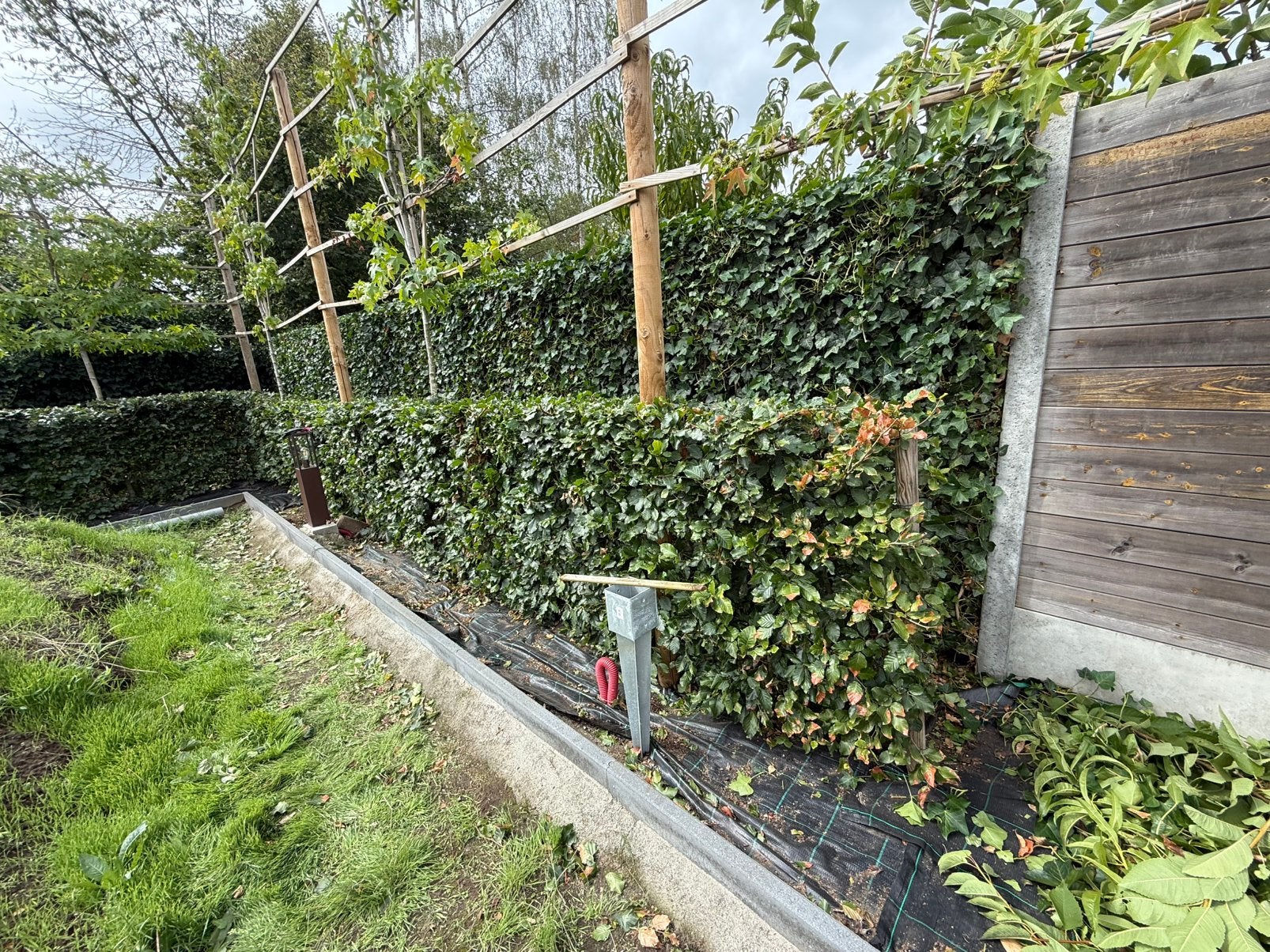 Beukenhaag, Tuin en Terras, Planten | Struiken en Hagen, Ophalen, Beukenhaag, Haag, 100 tot 250 cm