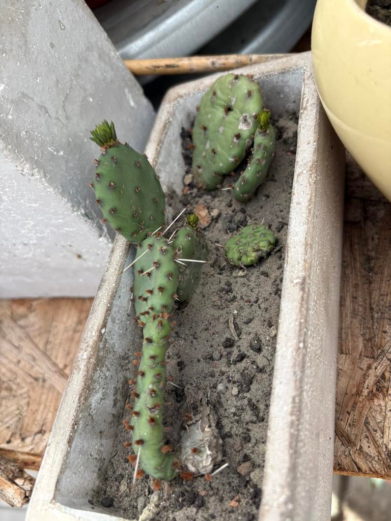 Opuntia winterharde cactussen, Jardin & Terrasse, Enlèvement, Été