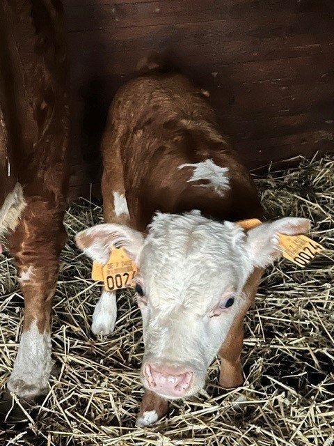 Mini - Hereford, Meerdere dieren, 0 tot 2 jaar
