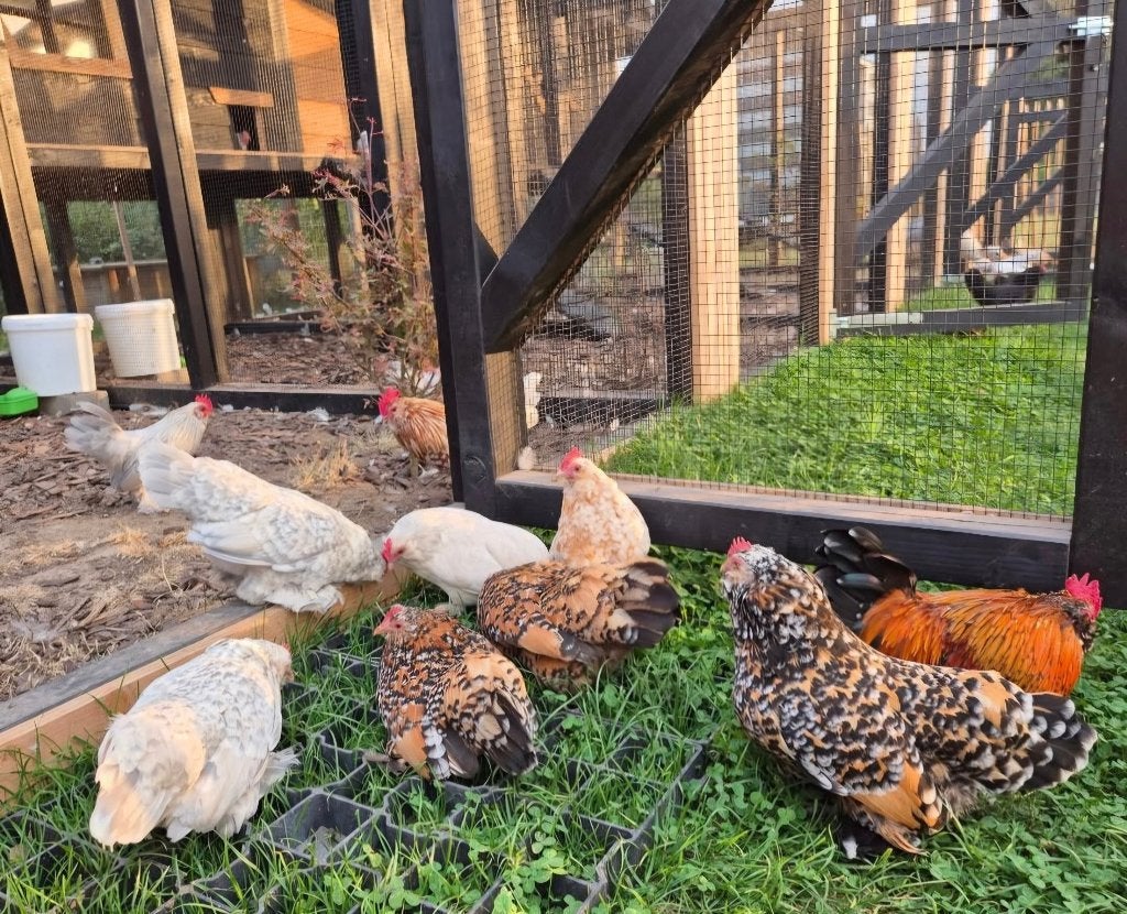 Broedeieren Ukkelse Baardkriel, Dieren en Toebehoren, Pluimvee, Meerdere dieren, Kip